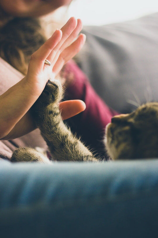 A person high-fiving a cat, symbolizing a strong bond and trust between pet and owner.