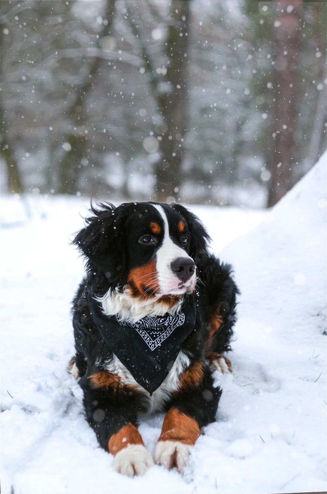 Bundle Up Your Furry Friend: Keeping Your Pet Warm in Winter - PETPOY