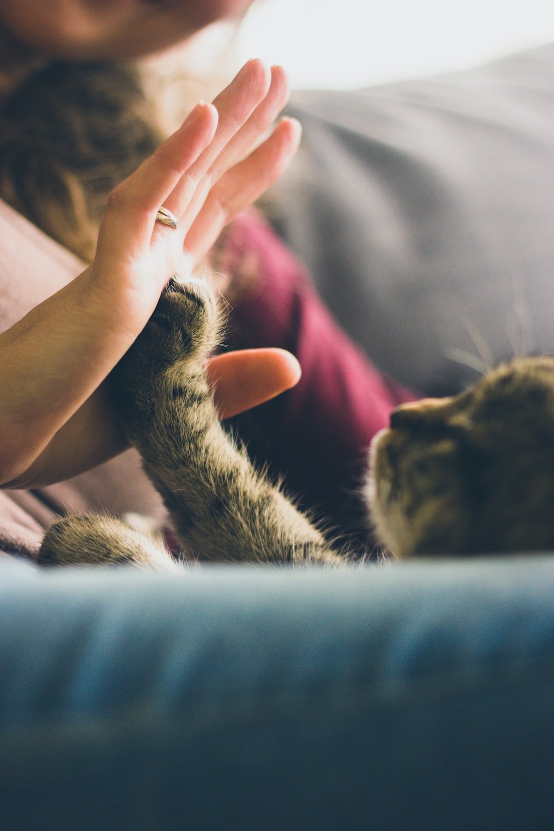 Cracking the Code: Understanding Your Pet's Body Language - PETPOY