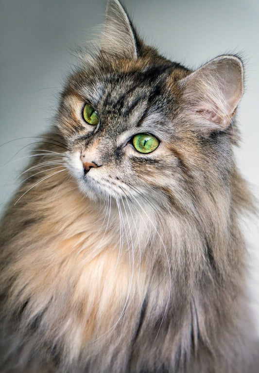 Fluffy cat with green eyes, showcasing a calm and safe environment. Learn more tips for pet comfort on PetGS blog!