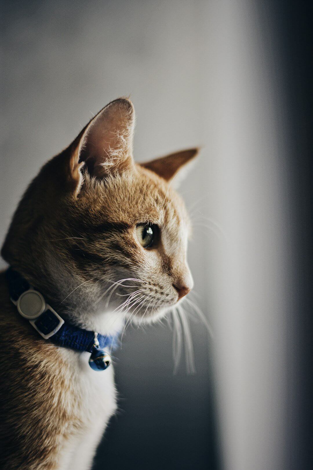 Curious orange tabby cat wearing a blue collar gazing out a window.