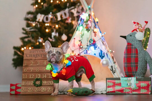 French Bulldog in festive holiday outfit with DIY pet toys in a Christmas-themed room.