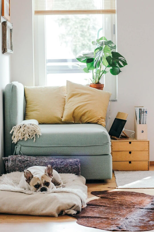 Cozy living room with a dog lounging on a soft bed, next to a light blue chair and a potted plant.