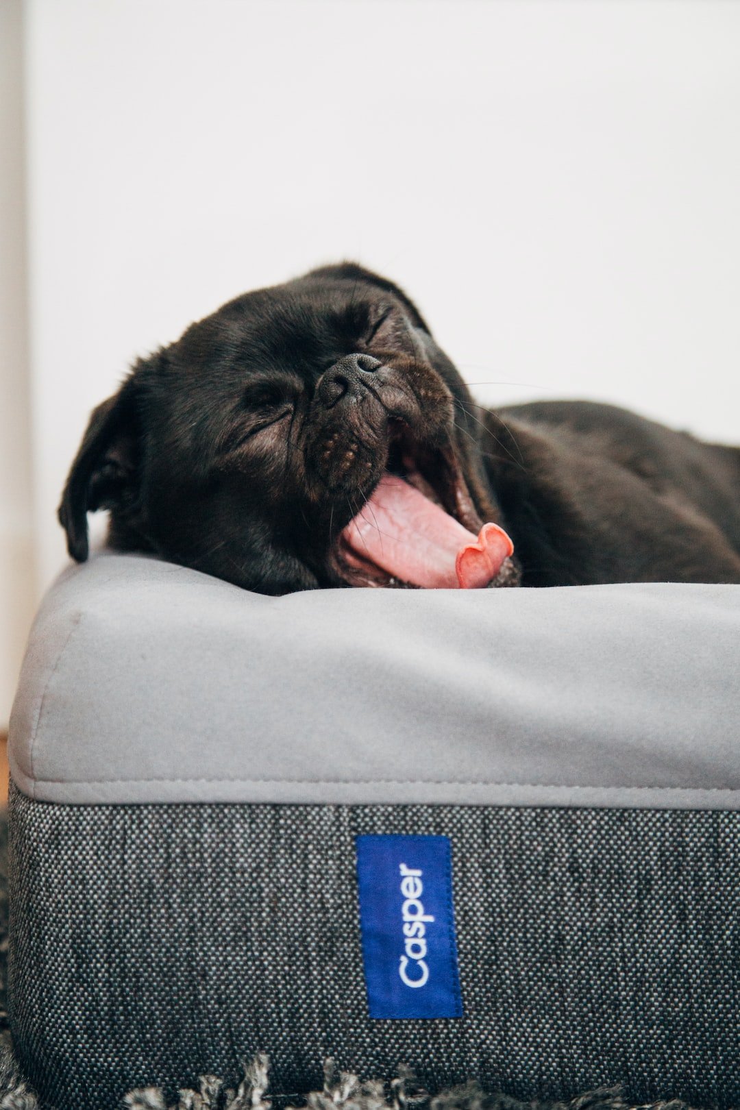 How to Choose the Right Pet Bed: A Comprehensive Guide - PETPOY