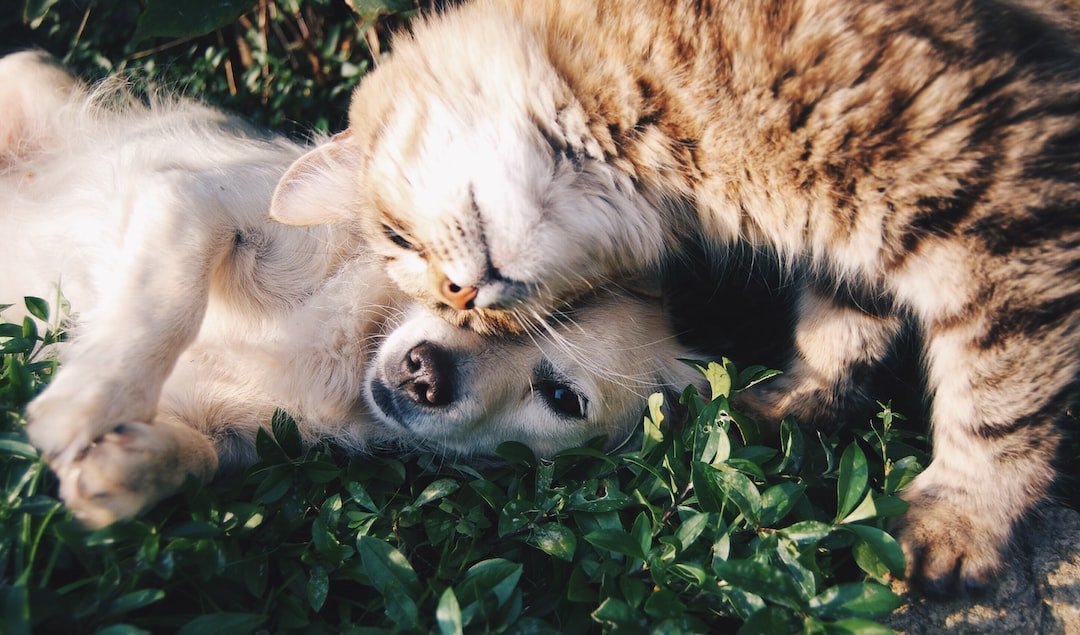 Is Your Furry Friend Allergic to Their Fluffmates? How to Keep Pet Allergies Under Control - PETPOY