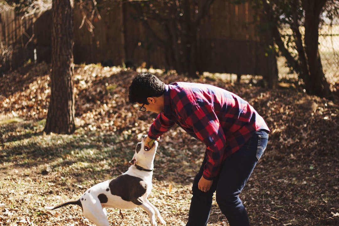 Pet-Friendly Outdoor Activities for You and Your Pet - PETPOY