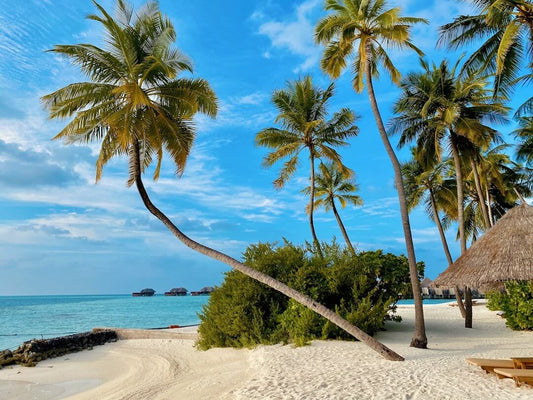 Relaxing pet-friendly beach getaway with palm trees and turquoise waters on a sunny day. Perfect for vacationing with furry friends.