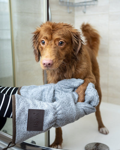 Pet Grooming Tips: Keeping Your Furry Friend Fresh - PETPOY