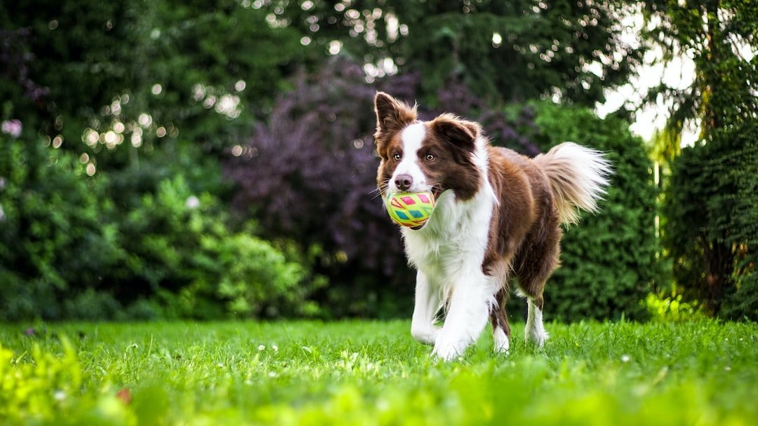 Pet Training Techniques for a Well-Behaved Companion - PETPOY