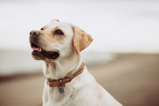 The Essential Guide to Supplements in Pet Health: Boosting Your Furry Friend's Well-Being