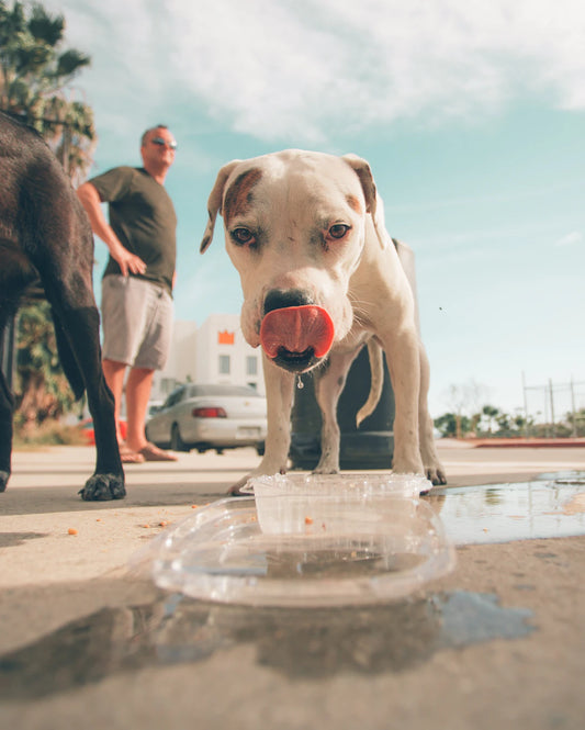 The Ultimate Guide to Keeping Your Pet Hydrated: Why Hydration is Crucial for Your Furry Friend