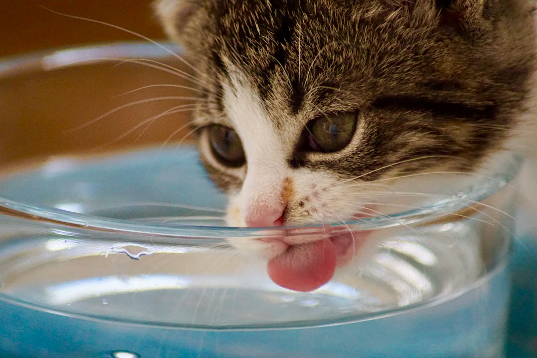 The Secret to Happy and Healthy Pets: The Importance of Hydration