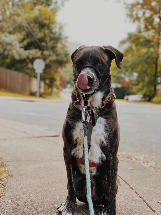 The Vital Role of Exercise in Maintaining Your Pet's Wellness