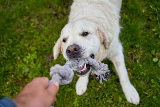 Decoding Your Pet's Behavior: The Hidden Health Clues