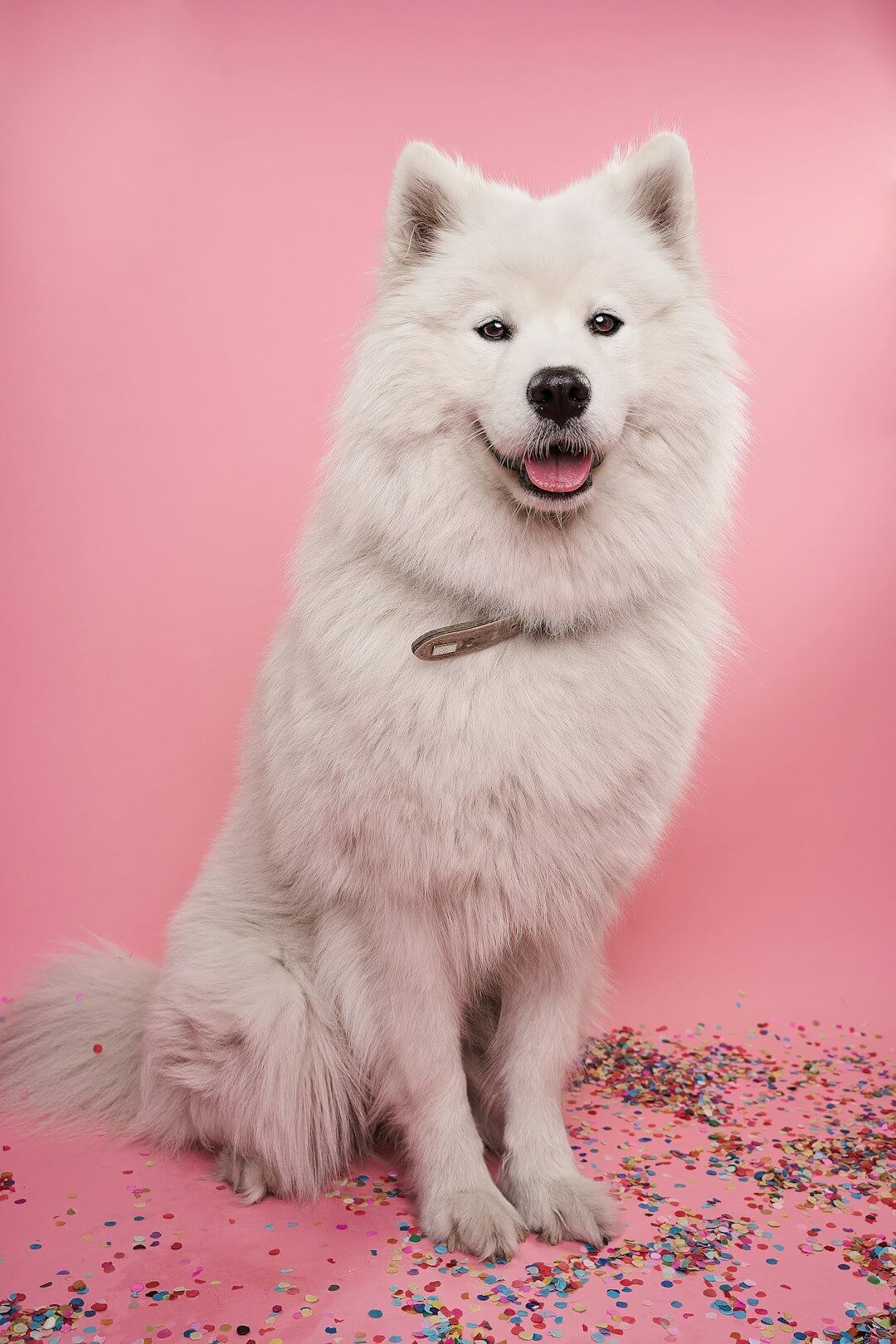 Happy fluffy white dog sitting on a pink background surrounded by colorful confetti, representing the joy of a healthy pet.