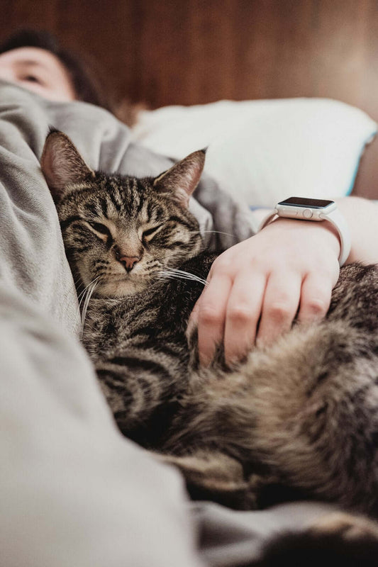 Cozy tabby cat cuddling with owner, highlighting the importance of pet insurance for ensuring their well-being in unexpected health situations.