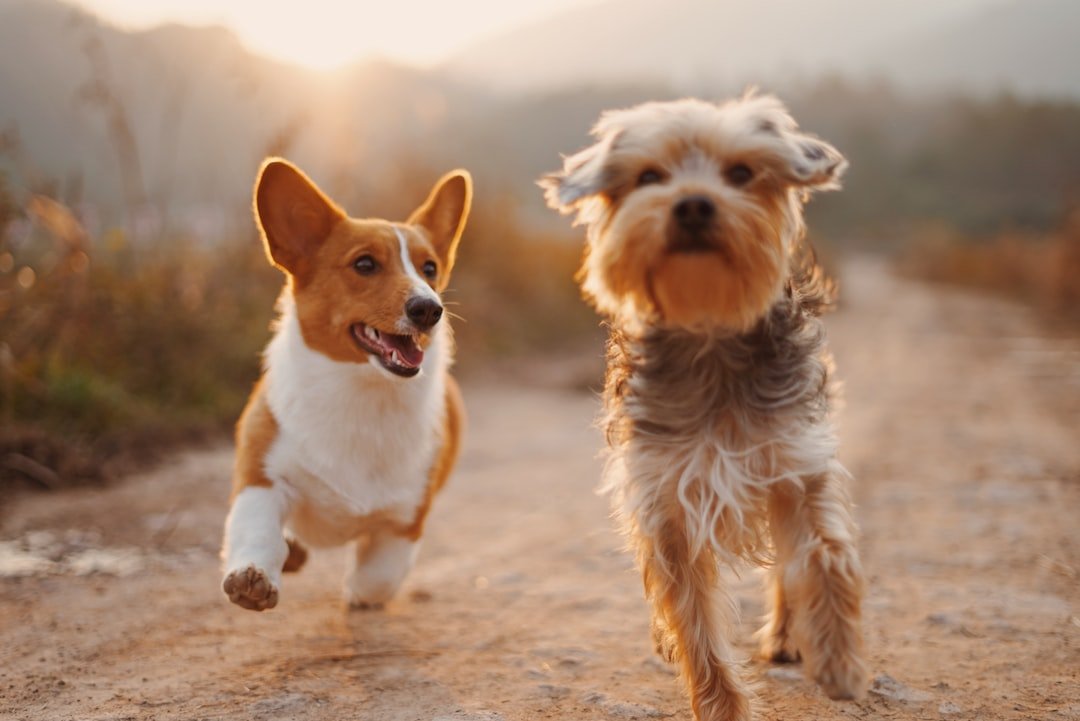 The Benefits of Training Your Pet: Unlocking Their Fullest Potential - PETPOY
