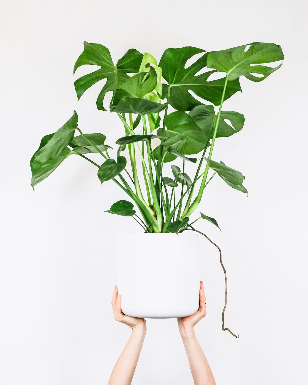 The Best Pet-Friendly Indoor Plants: Adding Greenery to Your Home Without Putting Your Furry Friends at Risk - PETPOY
