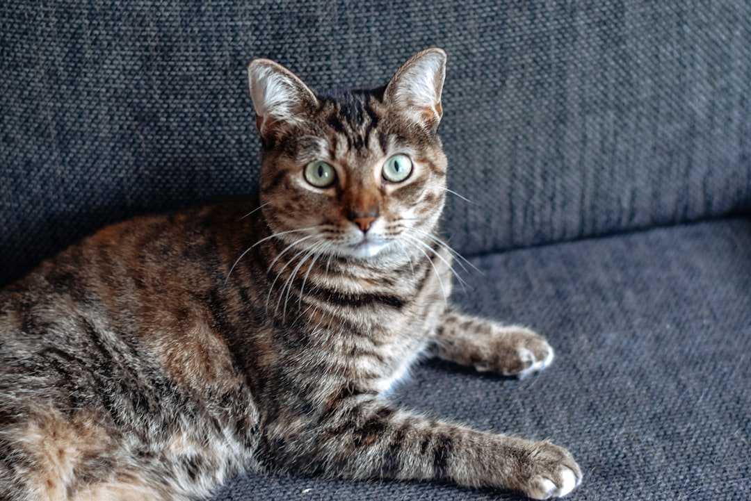 Adorable tabby cat with bright green eyes lounging on a dark grey sofa.