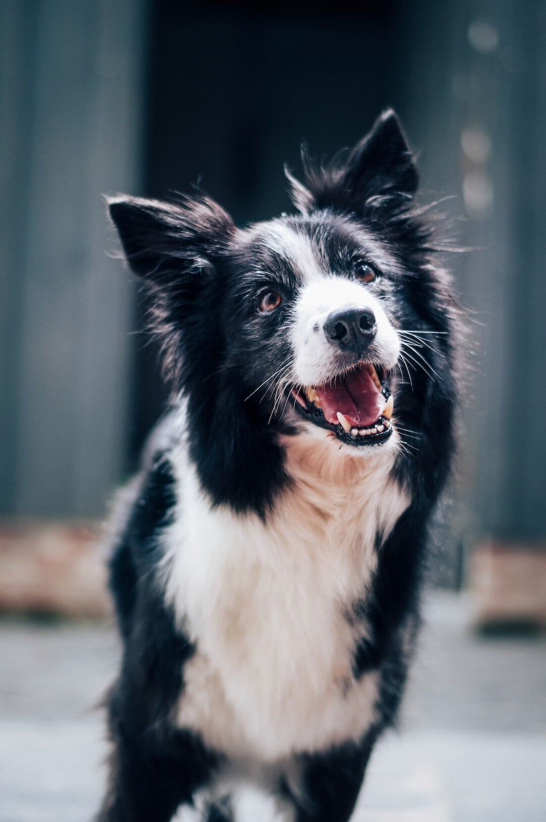 Happy black and white dog looking up, perfect companion for pet allergy sufferers.