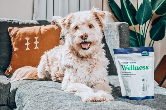 Understanding Probiotics: Unlocking the Benefits for Your Pet's Gut - PETPOY