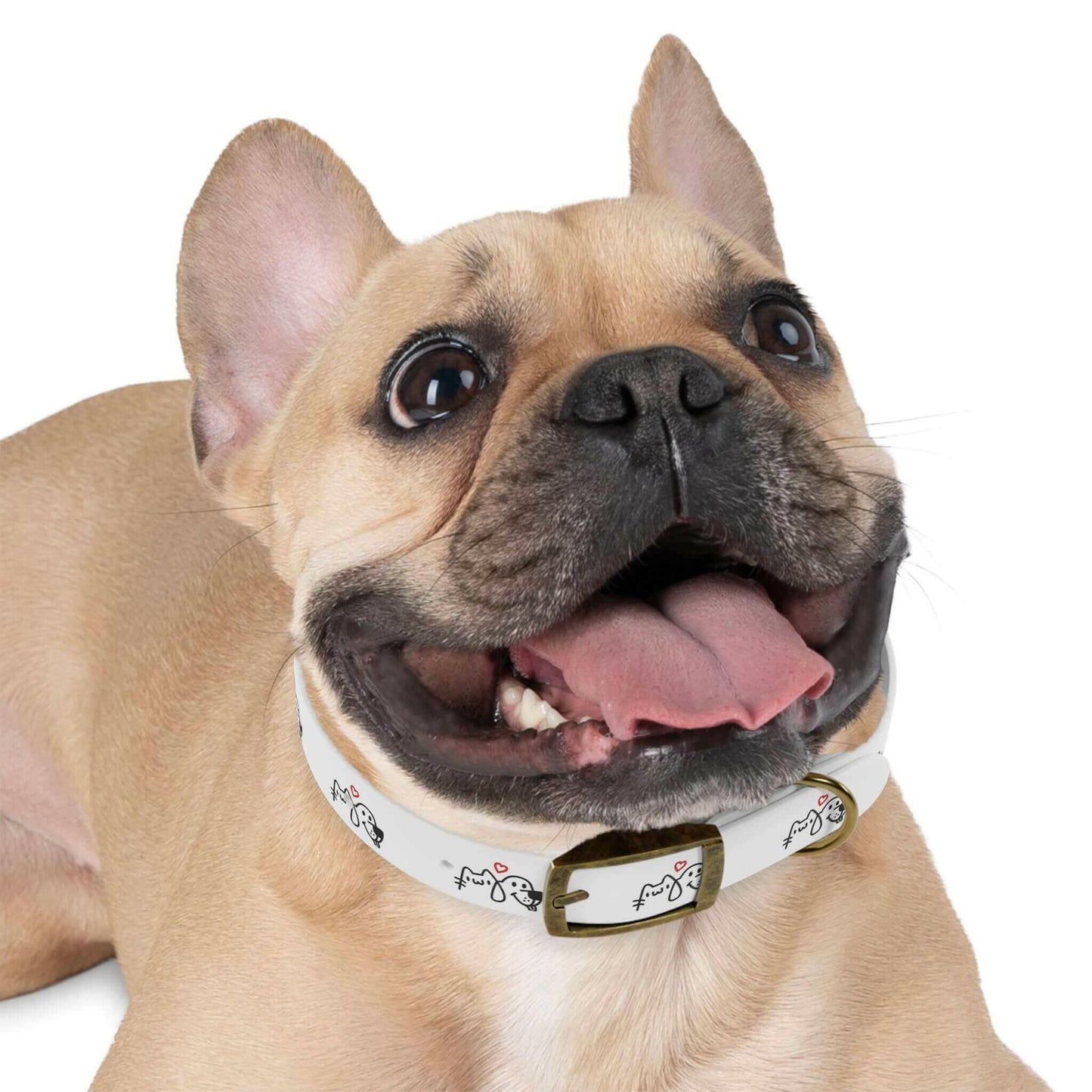 French Bulldog wearing a white dog collar, happily panting with tongue out.