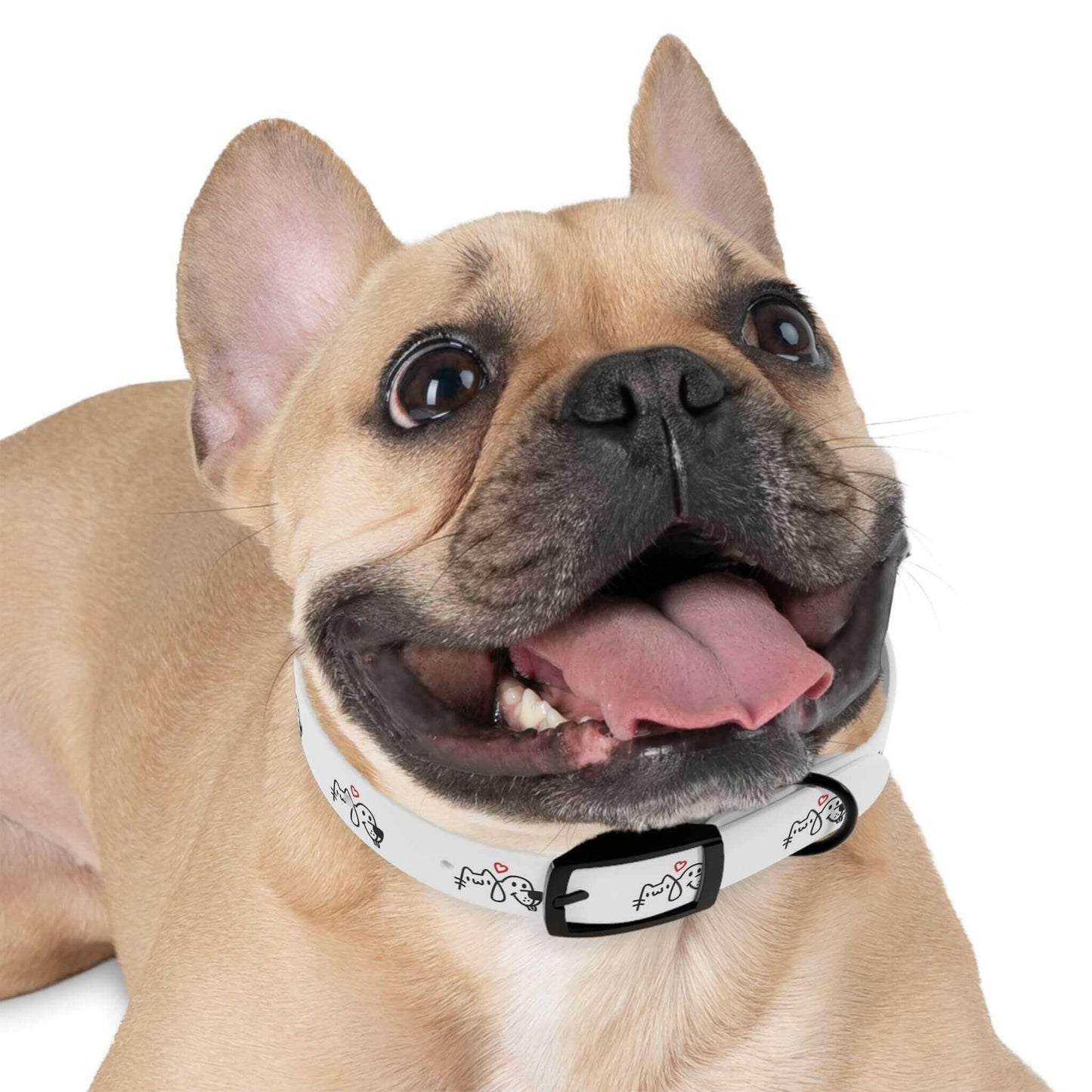 Happy French Bulldog wearing a white collar with adorable cartoon drawings, tongue out and enjoying the moment.