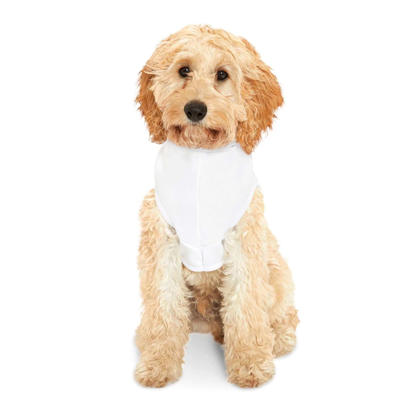 Cute fluffy dog wearing a white bandana, ready for a stylish day out.