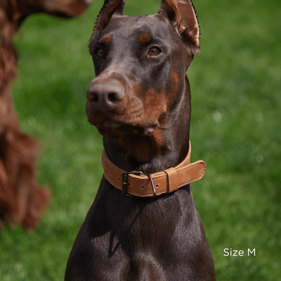 Air Collar leather dog collar with AirTag holder - Premium Cases & Covers from Lime Ourea - Just $19.14! Shop now at PETGS