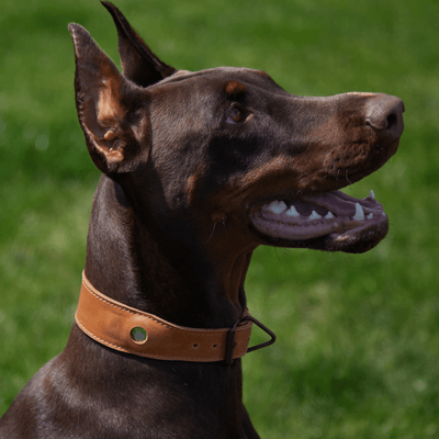 Air Collar leather dog collar with AirTag holder - Premium Cases & Covers from Lime Ourea - Just $19.14! Shop now at PETGS