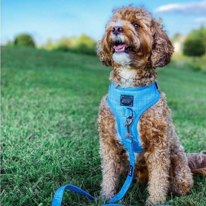 Blumond' Dog Fabric Leash - Premium  from PETGS - Just $30.39! Shop now at PETGS
