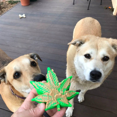 Colorado "Maple Leaf" Durable Nylon Dog Chew Toy for Aggress - Premium  from PETGS - Just $19.99! Shop now at PETGS