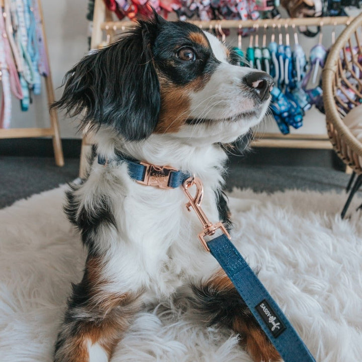 Denim' Dog Collar - Premium  from PETGS - Just $26.39! Shop now at PETGS