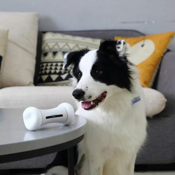 Pet Induction Interactive Toy - PETGS